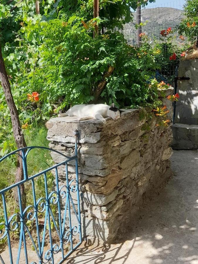 Casa Di Patouria , Stenies Andros Apikia  Exteriér fotografie