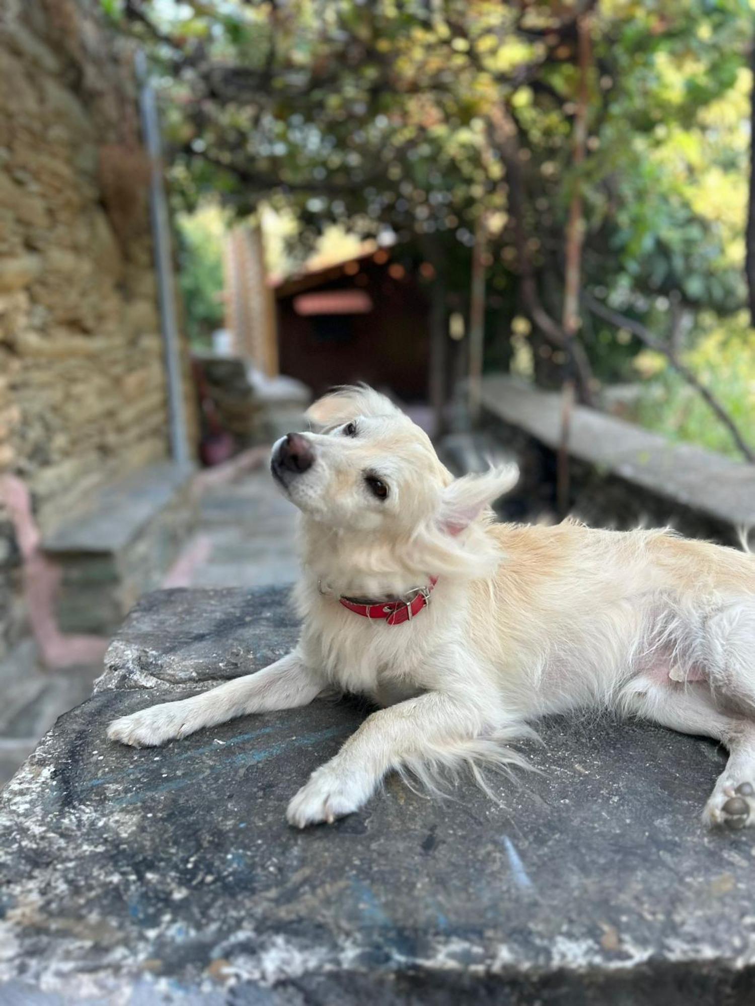 Casa Di Patouria , Stenies Andros Apikia  Exteriér fotografie